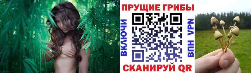 Купить закладки  Красноармейск  Псилоцибиновые грибы мицелий 